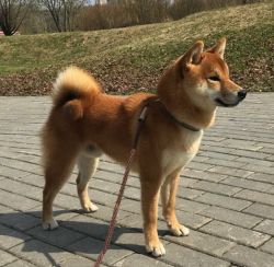picture of dog