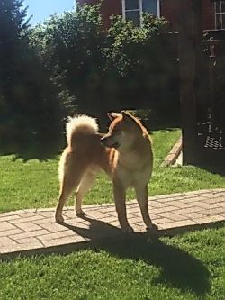 picture of dog