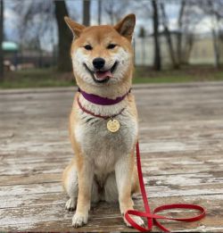picture of dog