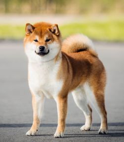 picture of dog