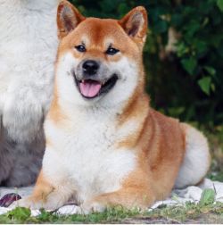 picture of dog