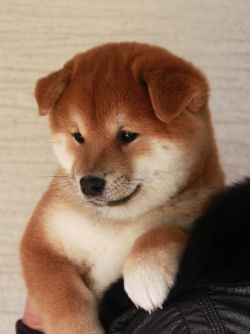 picture of dog
