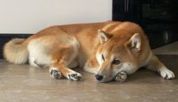 picture of dog