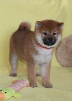 picture of dog