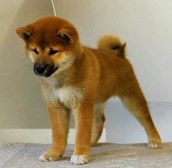 picture of dog