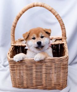 picture of dog