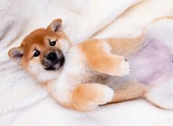 picture of dog