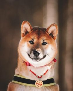 picture of dog