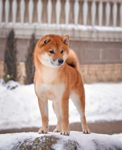picture of dog