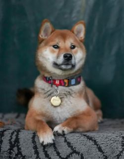 picture of dog
