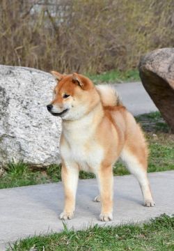 picture of dog