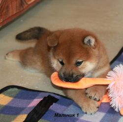 picture of dog