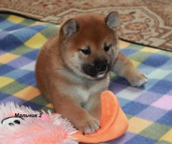 picture of dog