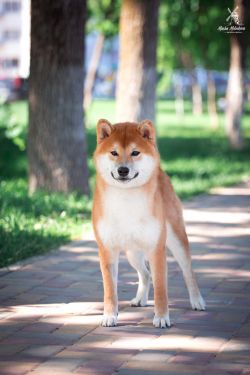 picture of dog