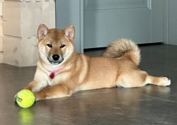 picture of dog