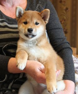 picture of dog