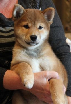 picture of dog