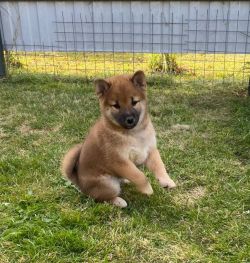 picture of dog