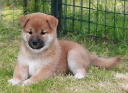 picture of dog