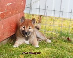 picture of dog