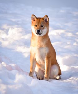 picture of dog