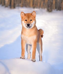 picture of dog