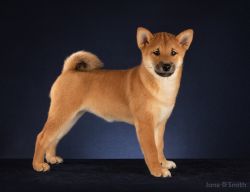 picture of dog