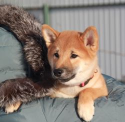 picture of dog