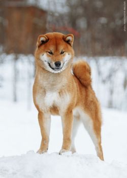 picture of dog