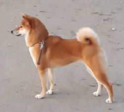 picture of dog