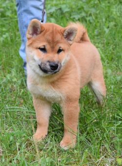 picture of dog