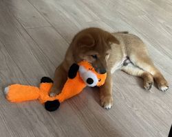 picture of dog