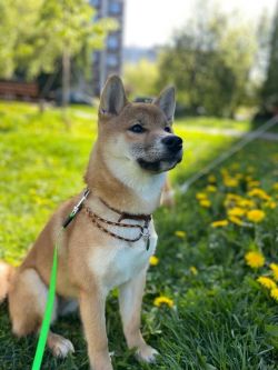 picture of dog