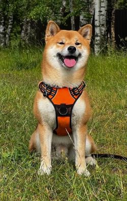 picture of dog