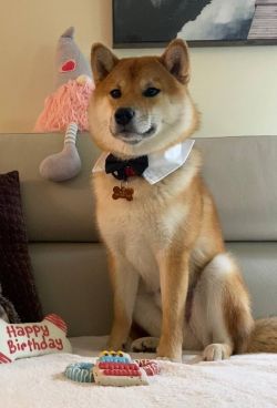 picture of dog