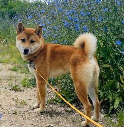 picture of dog