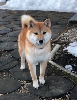 picture of dog