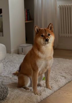 picture of dog