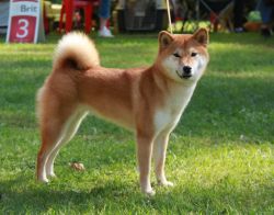 picture of dog