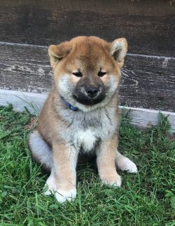 picture of dog