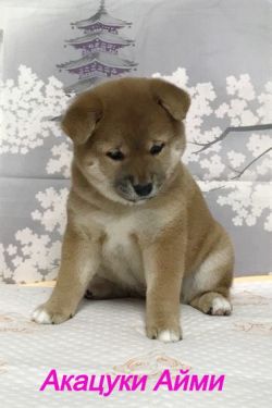 picture of dog