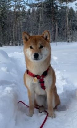 picture of dog