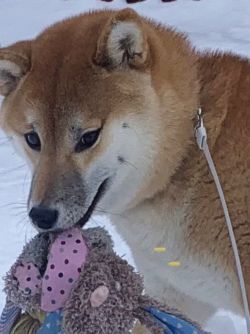 picture of dog