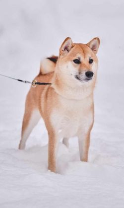 picture of dog