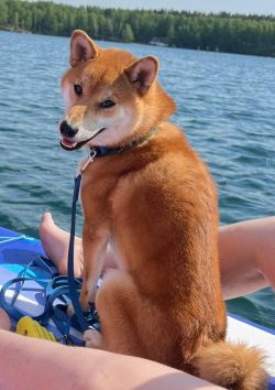 picture of dog