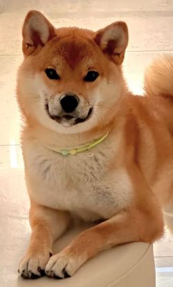 picture of dog