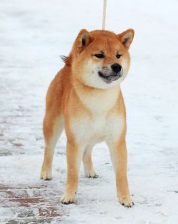 picture of dog
