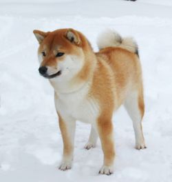picture of dog