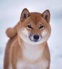 picture of dog