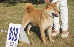 picture of dog